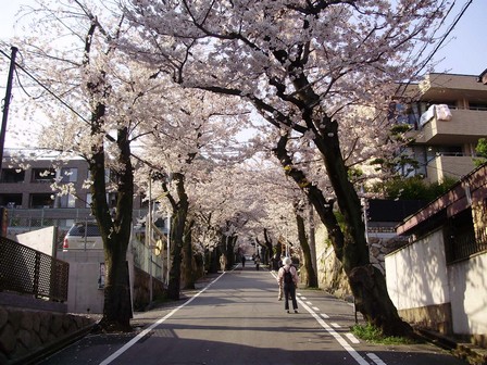 高尾線（桜のトンネル）の街路樹