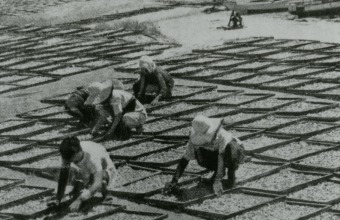 写真：舞子海岸での煮干しイワシの製造風景