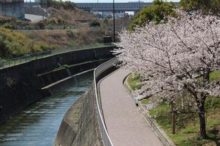 名谷あじさい公園の桜