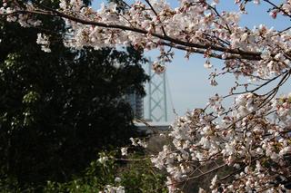 苔谷公園の桜