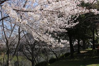 松ヶ池公園の桜