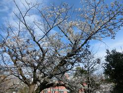 写真：観音山公園の桜