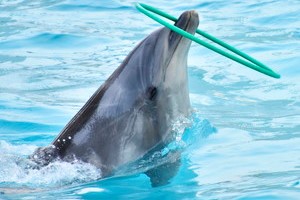 thum_marinemammals_023