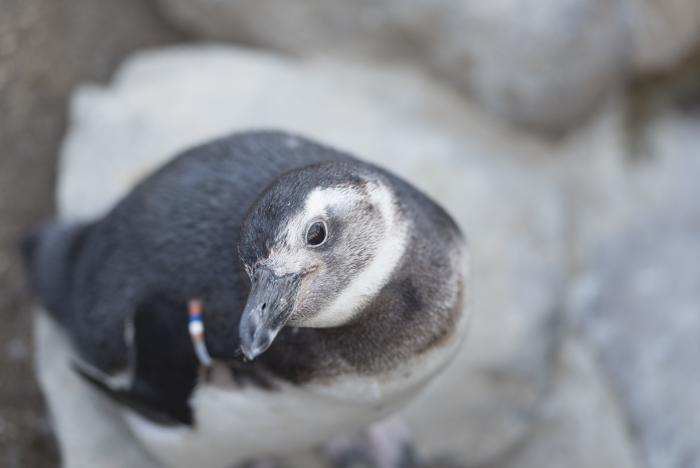 ペンギン