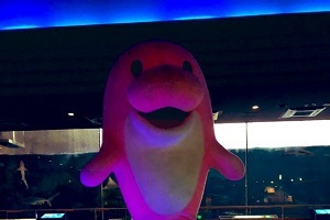 thum_pinky_019
