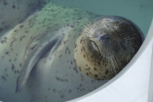 thum_marinemammals_010