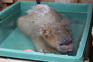 thum_capybara_017