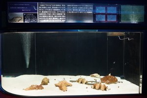 海のさかな水槽016
