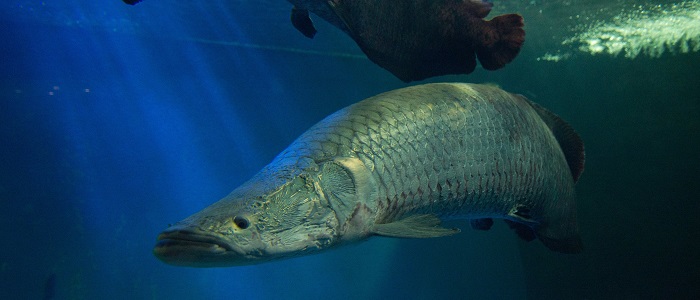 淡水の世界の生き物たち