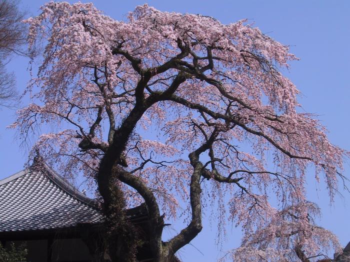 善福寺の桜画像