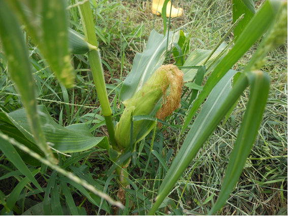 スイートコーン／sweet corn