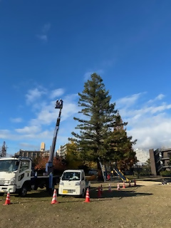 tree3