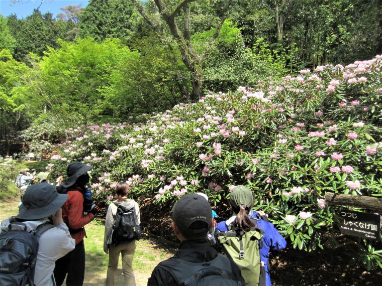 森林植物園のシャクナゲ