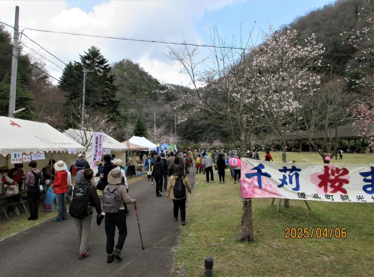 道場千苅さくら祭り
