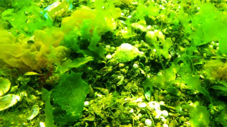 兵庫運河の海藻と貝