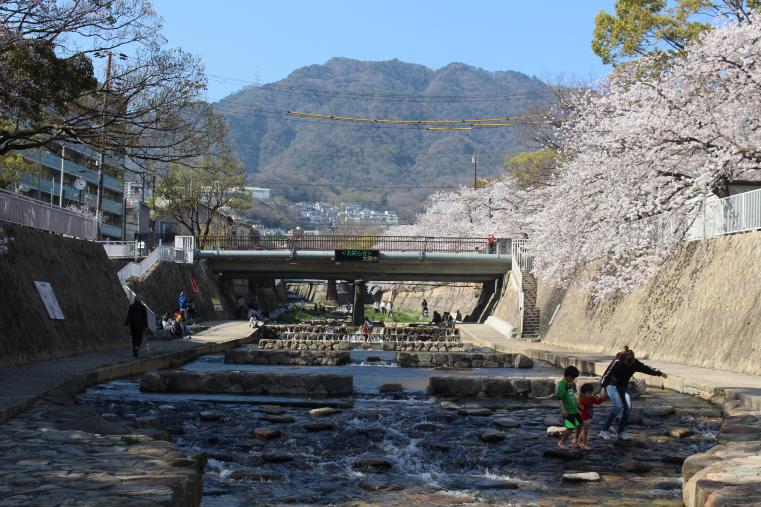 都賀川の桜