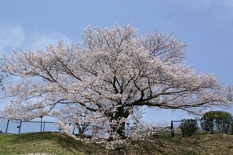 市民の木イメージ写真：水の科学博物館のソメイヨシノ