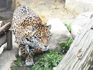jaguarneria