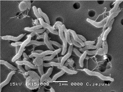 /images/7095/campylobacter.jpg