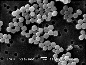 /images/7095/staphylococcus_aureus.jpg