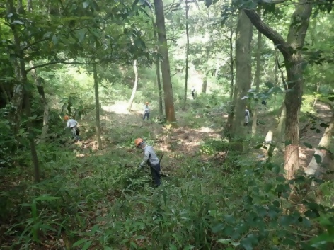 広葉樹林の手入れ後