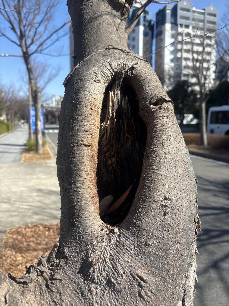 空洞が出来ている