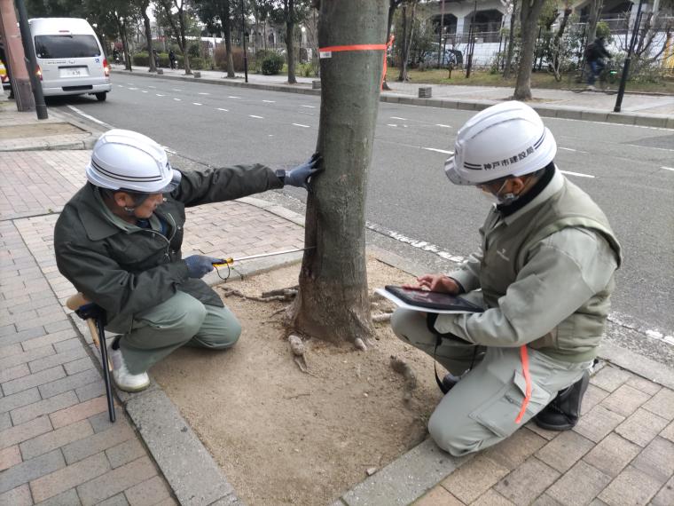 街路樹の点検状況