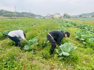 キャベツ畑での草抜き