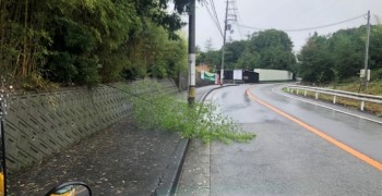 道路に木が倒れている写真