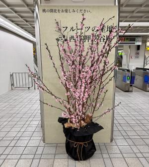 伊川谷駅の桃の花の様子