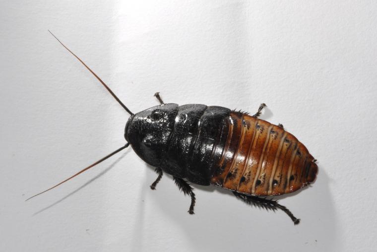 マダガスカルゴキブリ