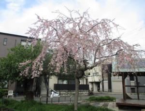 海運双子池公園の桜