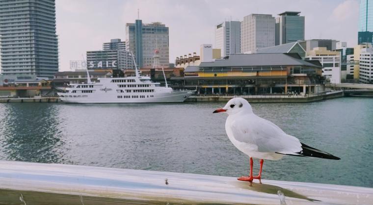 海鳥来たる港町