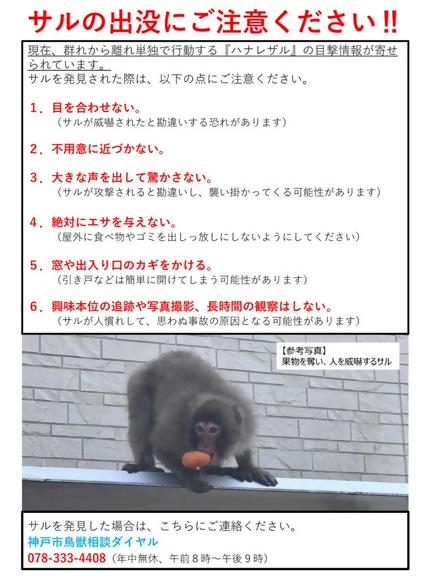 サル①