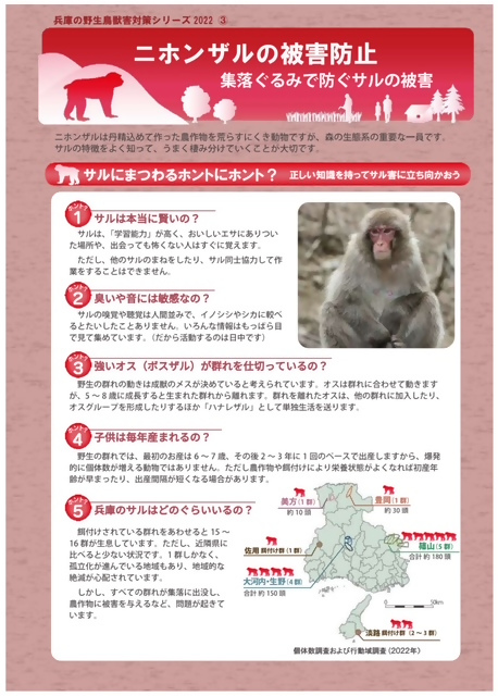 サル②