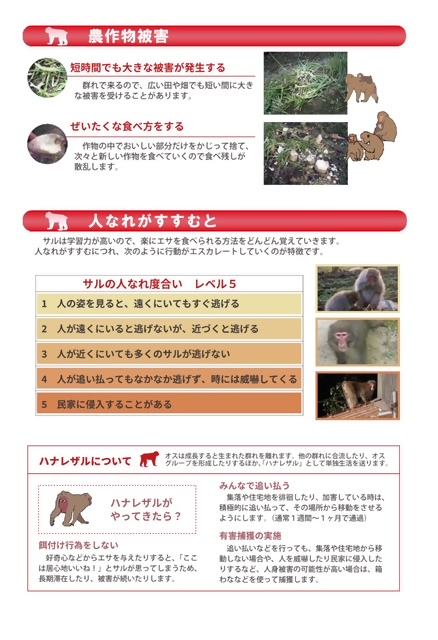 サル③
