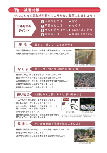 サル④