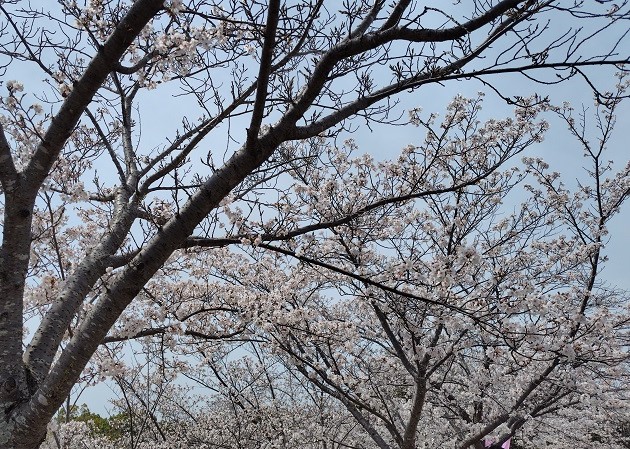 sakuramatsuri1