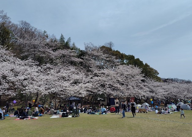 sakuramatsuri4