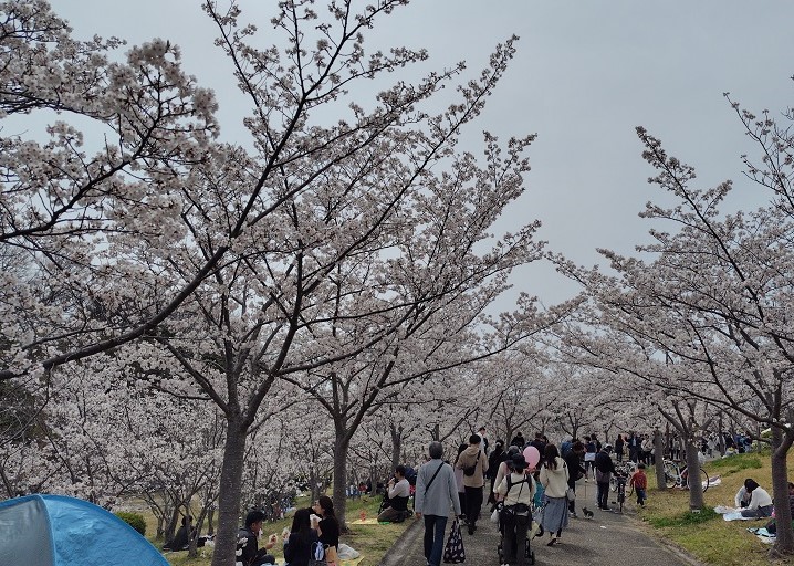 sakuramatsuri7
