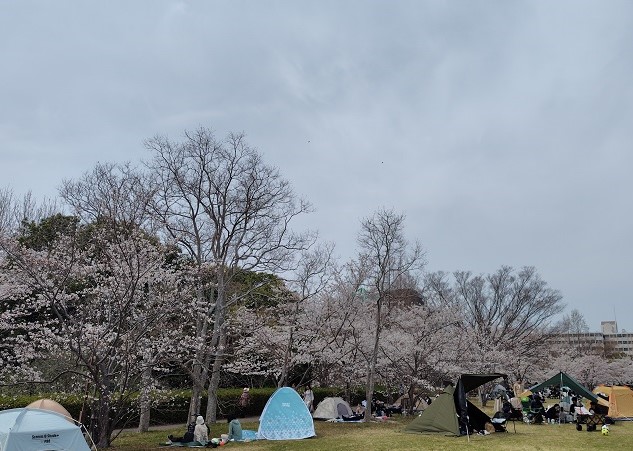 sakuramatsuri9