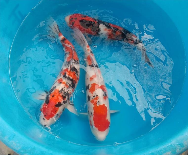 大正三色