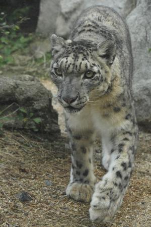 ユキヒョウユッコ